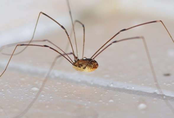 Przegląd pajęczaków Kosarz ma długie cienkie odnóża, wielokrotnie dłuższe od ciała.