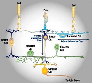 Typy komórek siatkówki Receptory (pręciki i czopki) Komórki