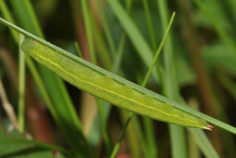 R. crispus, a okazyjnie również szczaw tępolistny R. obtusifolius. Poza granicami Parku Narodowego, w okolicach miejscowości Baciuty, rośliną pokarmową był również inwazyjny gatunek szczaw omszony R.
