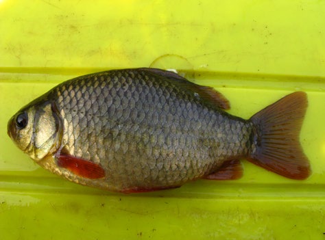 Ryc. 9.22 Miętus Lota lota (fot. J. Szlakowski) Ryc. 9.23 Wzdręga Scardinius erythrophthalmus (fot. J. Szlakowski) Ryc. 9.24 Lin Tinca tinca. Suraż, oczko wodne (fot. J. Szlakowski) Ryc. 9.25 Karaś pospolity Carassius carassius.