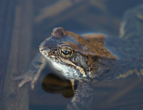 Ryc. 10.13 Żaba jeziorkowa Pelophylax lessonae (fot. M. Giedrewicz) Ryc. 10.15 Żaba trawna Rana temporaria (fot. S. Łupiński) Ryc. 10.14 Żaba wodna Pelophylax kl. esculentus (fot. M. Giedrewicz) związane ze środowiskiem wodnym a ich okres godowy, poprzedzony intensywnym żerowaniem, przypada dopiero na maj czerwiec.