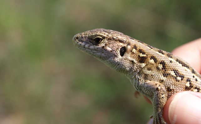 Ryc. 10.17 Jaszczurka żyworodna Zootoca vivipara (fot. M. Giedrewicz) Ze względu na specyfikę obszaru, najliczniej występującym gadem jest żyworódka (Ryc. 10.17; Łupiński i in.