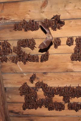 14 Kolonia rozrodcza nocka orzęsionego na strychu kościoła w Szczyrzycu K.