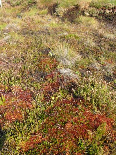 Polder nr 7. Fragment mszaru torfowcowego Polder nr 12. Stała powierzchnia z dobrze regenerującą w miejscu tylko okresowo dobrze uwodnionym się warstwą mszystą i wrzosem. Stan 14.10.2016 r.