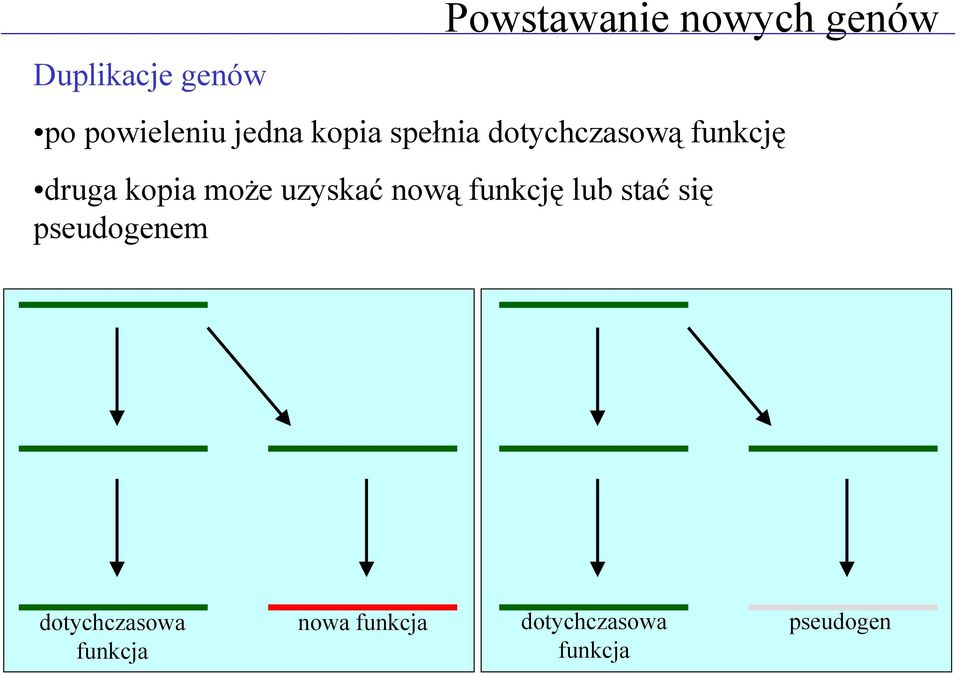 może uzyskać nową funkcję lub stać się pseudogenem