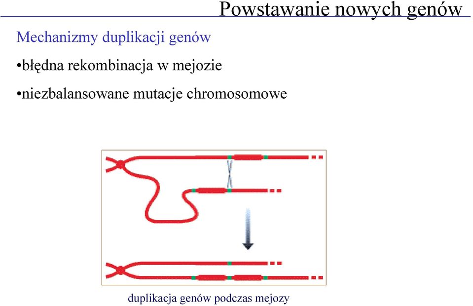 rekombinacja w mejozie