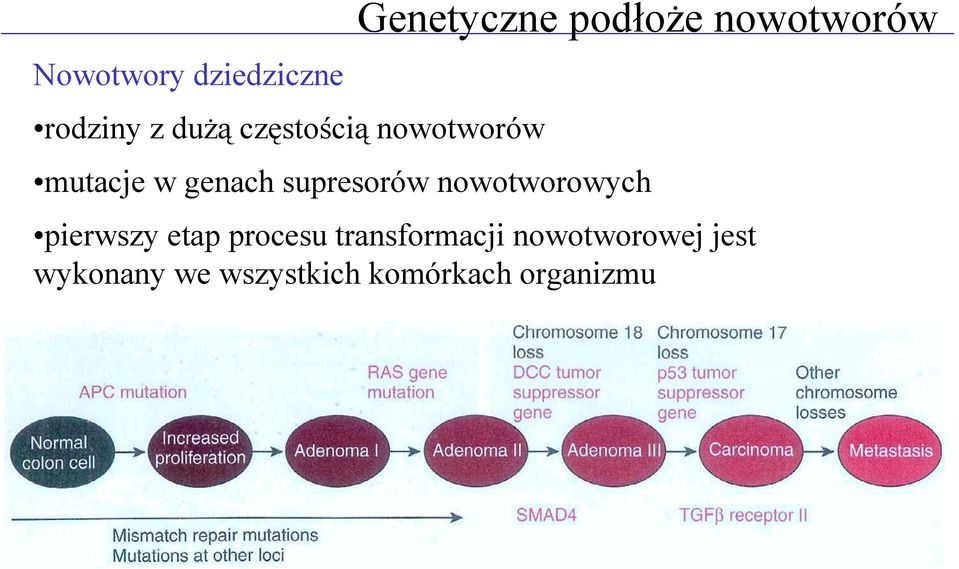 genach supresorów nowotworowych pierwszy etap procesu
