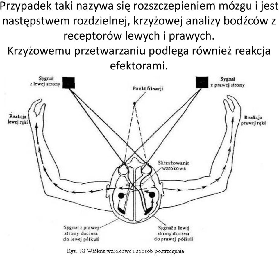 bodźców z receptorów lewych i prawych.