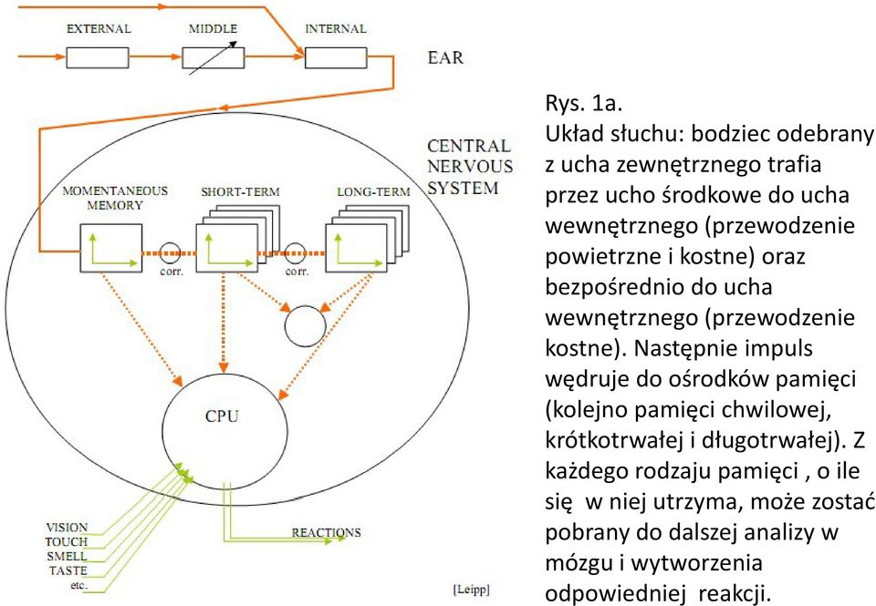 powietrzne i kostne) oraz bezpośrednio do ucha wewnętrznego ę (przewodzenie kostne).