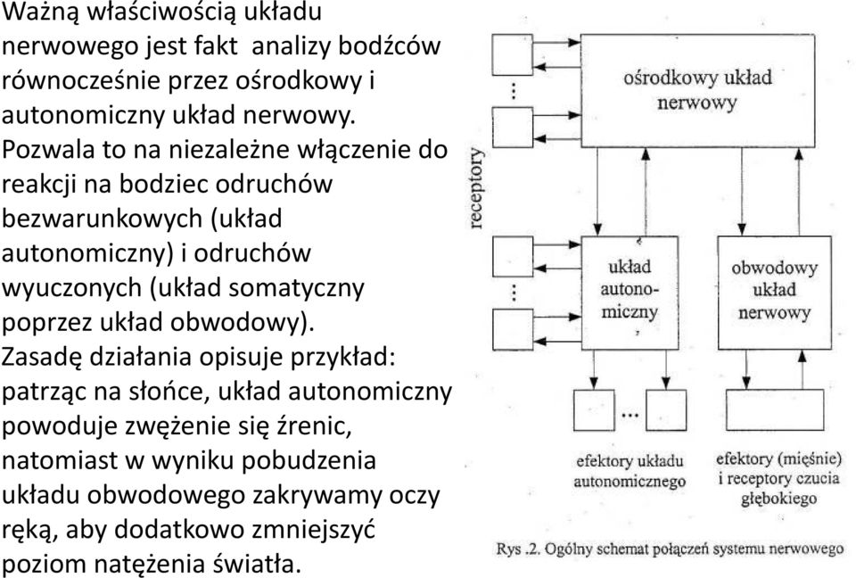 (układ somatyczny poprzez układ obwodowy).