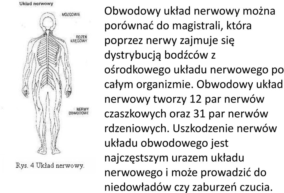 Obwodowy układ nerwowy tworzy 12 par nerwów czaszkowych oraz 31 par nerwów rdzeniowych.