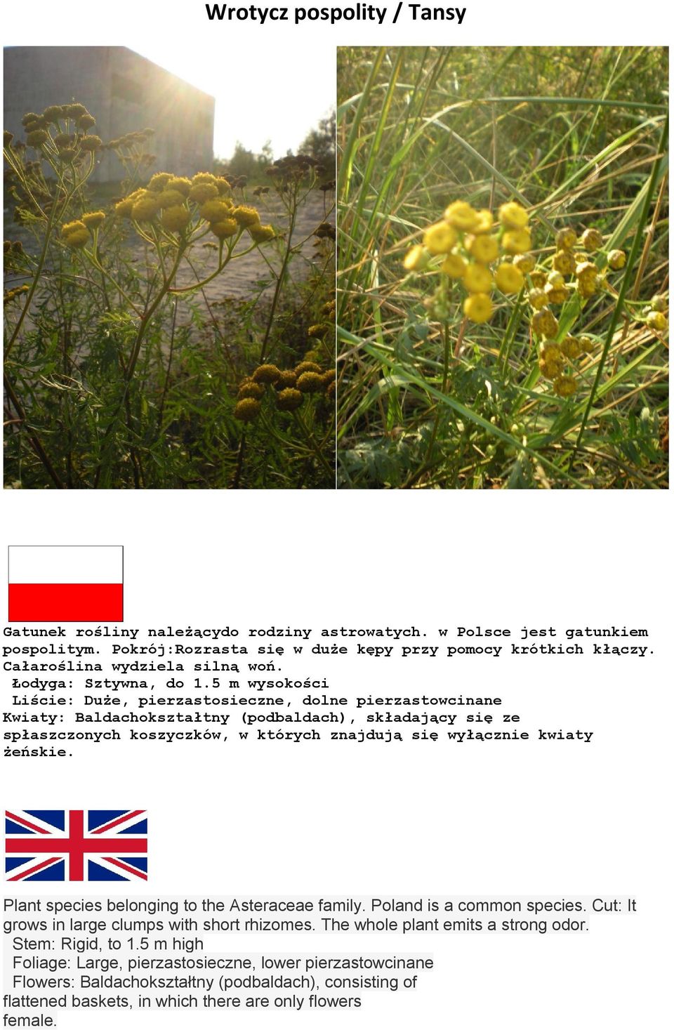 5 m wysokości Liście: Duże, pierzastosieczne, dolne pierzastowcinane Kwiaty: Baldachokształtny (podbaldach), składający się ze spłaszczonych koszyczków, w których znajdują się wyłącznie kwiaty