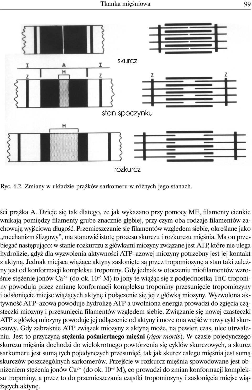 Przemieszczanie się filamentów względem siebie, określane jako mechanizm ślizgowy, ma stanowić istotę procesu skurczu i rozkurczu mięśnia.