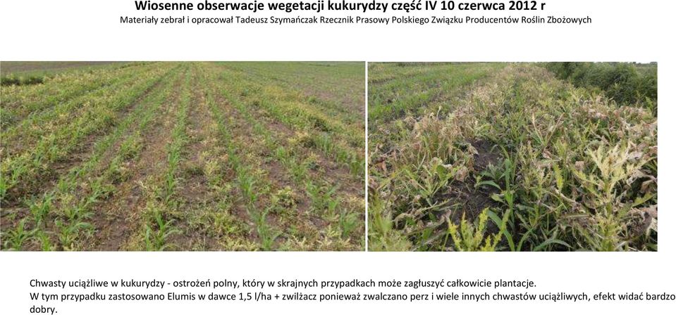 ostrożeń polny, który w skrajnych przypadkach może zagłuszyć całkowicie plantacje.