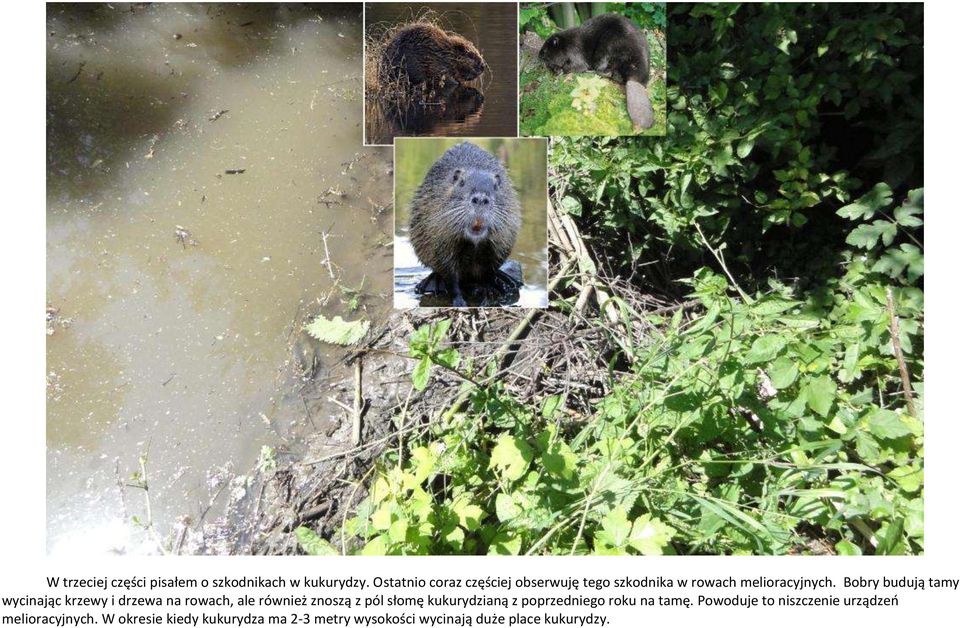 Bobry budują tamy wycinając krzewy i drzewa na rowach, ale również znoszą z pól słomę