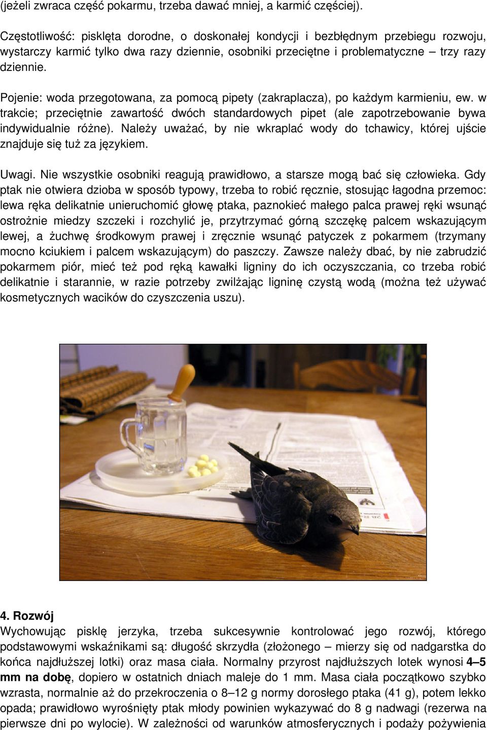 Pojenie: woda przegotowana, za pomocą pipety (zakraplacza), po każdym karmieniu, ew. w trakcie; przeciętnie zawartość dwóch standardowych pipet (ale zapotrzebowanie bywa indywidualnie różne).