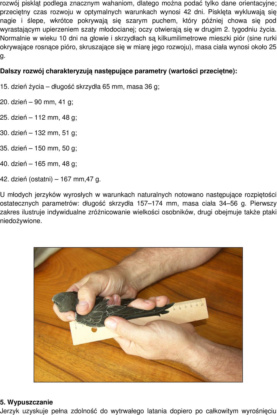 Normalnie w wieku 10 dni na głowie i skrzydłach są kilkumilimetrowe mieszki piór (sine rurki okrywające rosnące pióro, skruszające się w miarę jego rozwoju), masa ciała wynosi około 25 g.