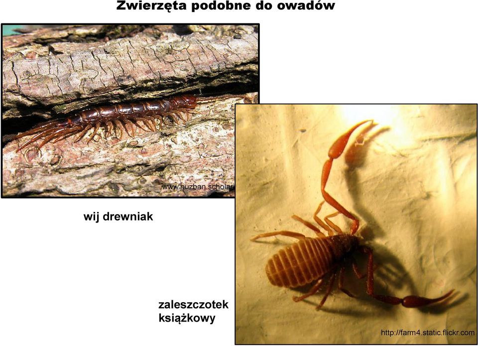 pl wij drewniak zaleszczotek