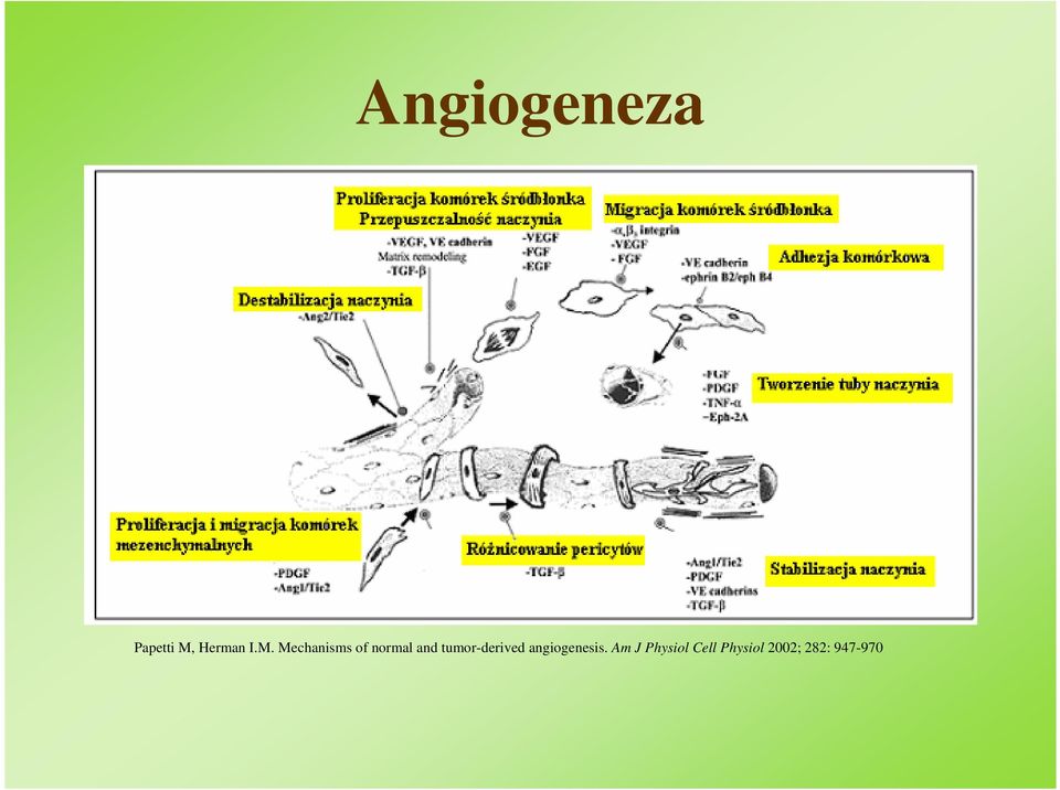 tumor-derived angiogenesis.