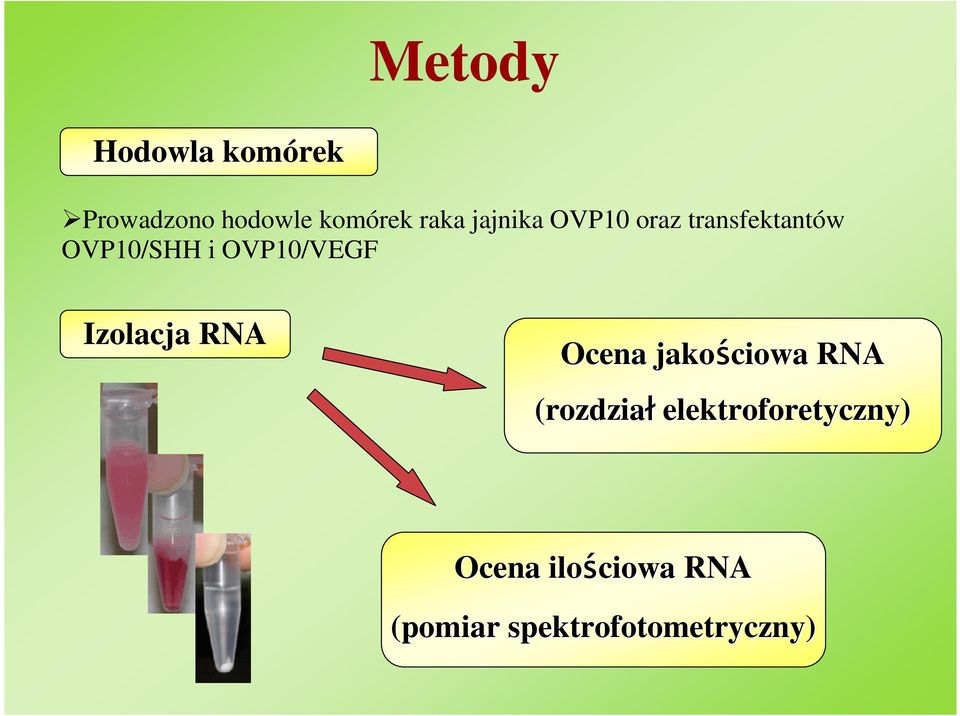 OVP10/VEGF Izolacja RNA Ocena jakościowa RNA (rozdział