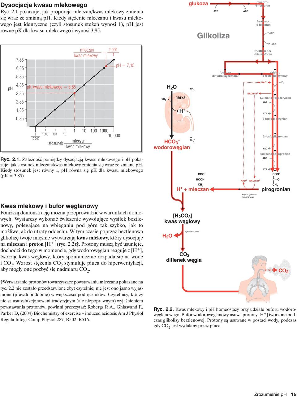 glukoza Glikoliza glukozo- fruktozo- ph 7,85 6,85 5,85 4,85 3,85 2,85 pk kwasu mlekowego = 3,85 2 000 = ph = 7,5 nerka NH 3 fosforan dihydroksyacetonu fruktozo-,6- -bis-fosforan aldehyd
