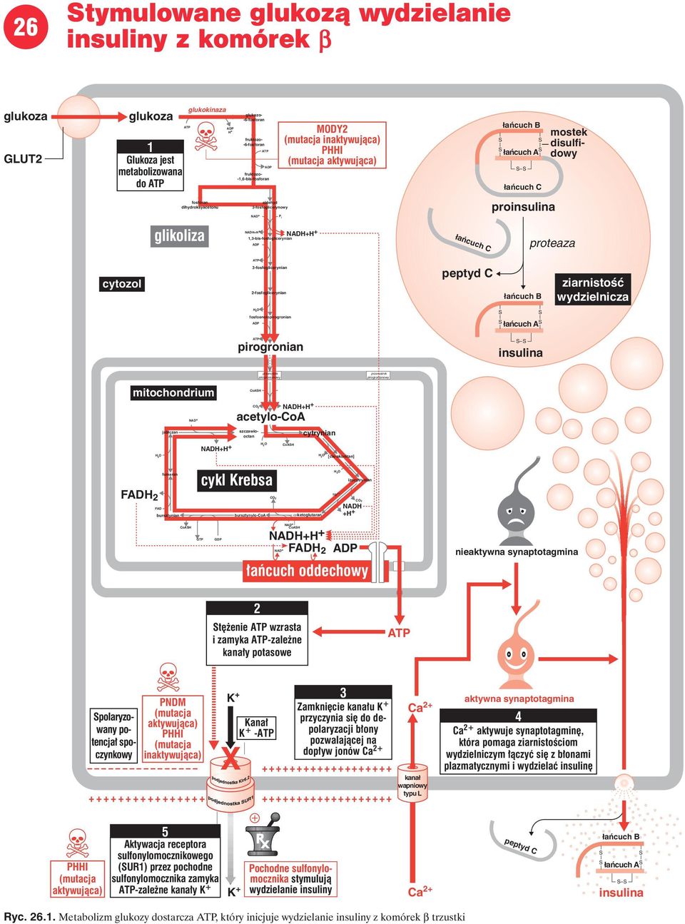 2-fosfoglicerynian peptyd C łańcuch B ziarnistość wydzielnicza fosfoenolopirogronian łańcuch A pirogronian insulina mitochondrium polaryzowany potencjał spoczynkowy fruktozo- -,6-bis-fosforan