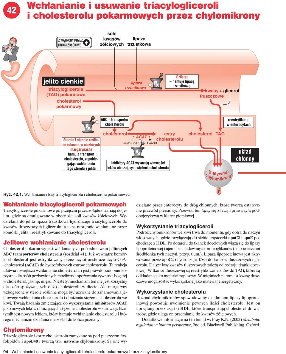 hamują transport u, zapobiegając wchłanianiu tego sterolu z jelita acylo-coa ACAT CoAH estry u Inhibitory ACAT wykazują własności leków obniżających stężenie u TAG układ chłonny Ryc. 42.