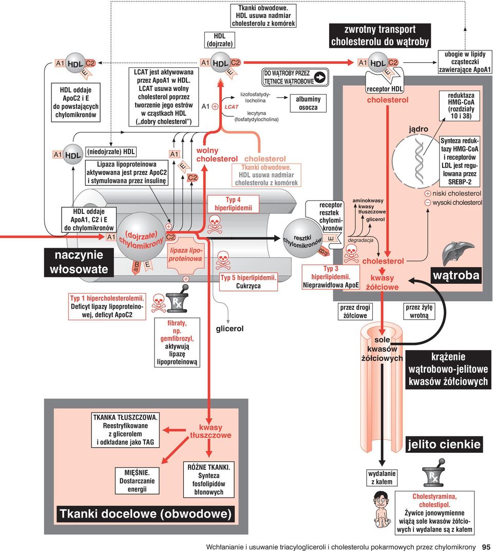 gemfibrozyl, aktywują lipazę lipoproteinową (dojrzałe) receptor resztek chylomikronów lizofosfatydylocholina LCAT lecytyna (fosfatydylocholina) Typ 4 hiperlipidemii glicerol Tkanki obwodowe.