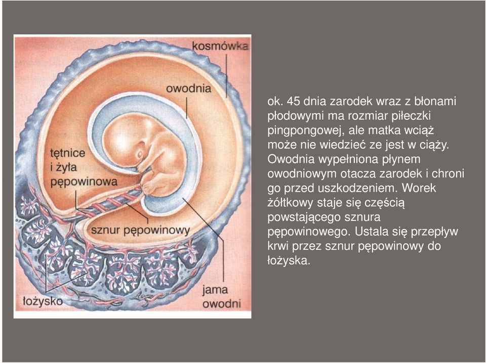 Owodnia wypełniona płynem owodniowym otacza zarodek i chroni go przed uszkodzeniem.