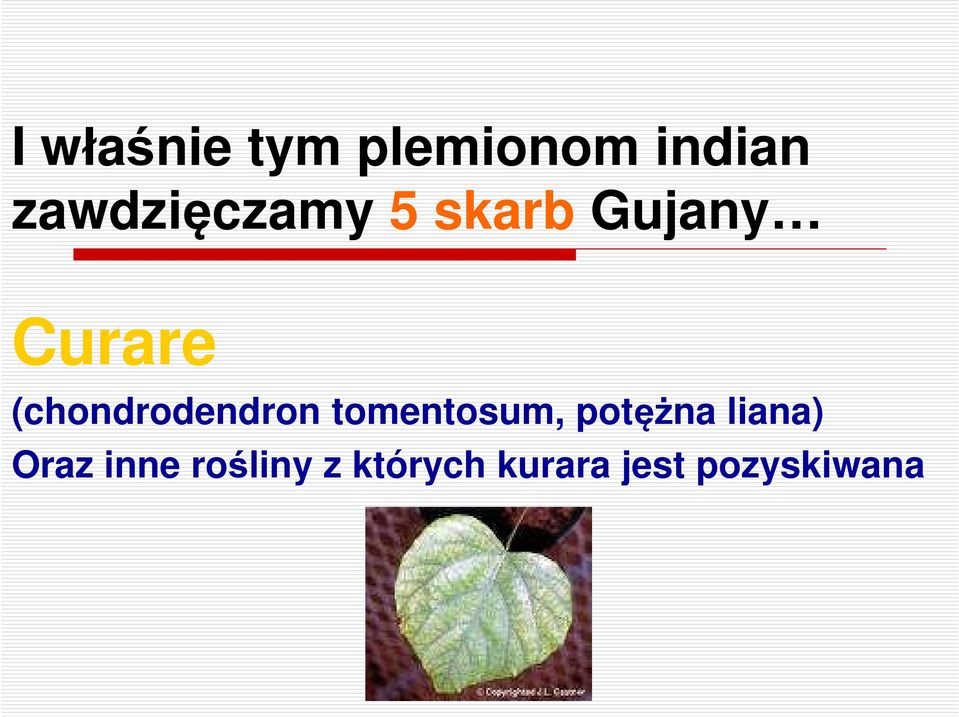 (chondrodendron tomentosum, potężna