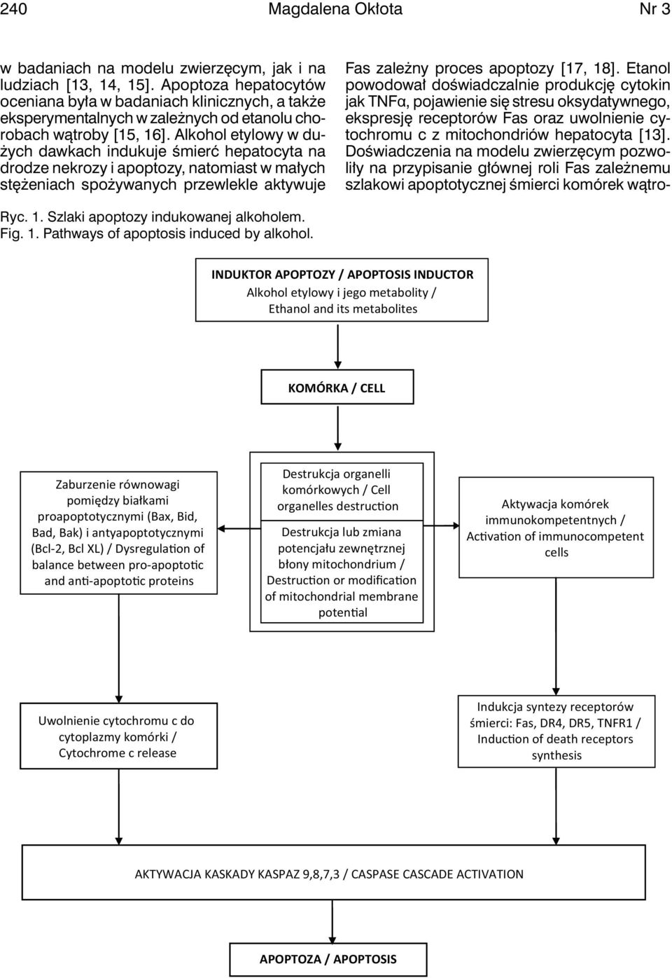Alkohol etylowy w dużych dawkach indukuje śmierć hepatocyta na drodze nekrozy i apoptozy, natomiast w małych stężeniach spożywanych przewlekle aktywuje Fas zależny proces apoptozy [17, 18].