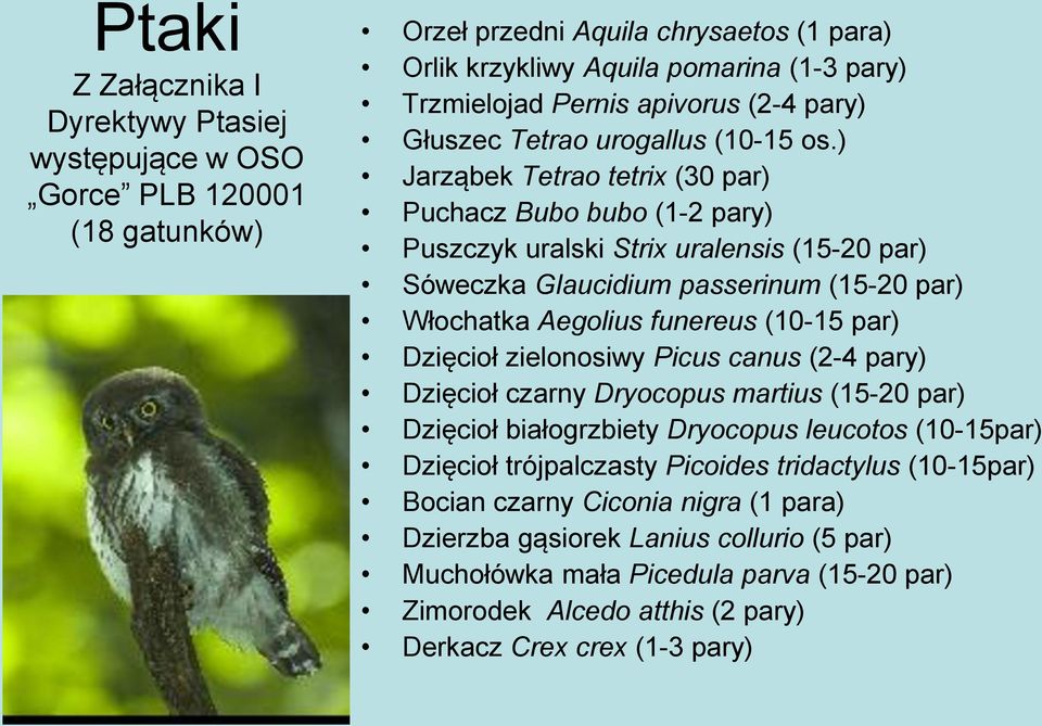 ) Jarząbek Tetrao tetrix (30 par) Puchacz Bubo bubo (1-2 pary) Puszczyk uralski Strix uralensis (15-20 par) Sóweczka Glaucidium passerinum (15-20 par) Włochatka Aegolius funereus (10-15 par) Dzięcioł