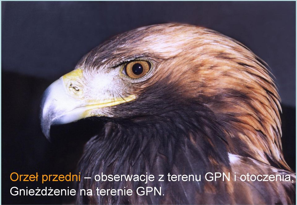 GPN i otoczenia,