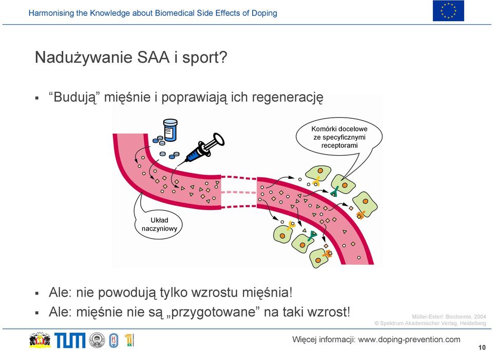 specyficznymi receptorami Układ naczyniowy Ale: nie powodują tylko