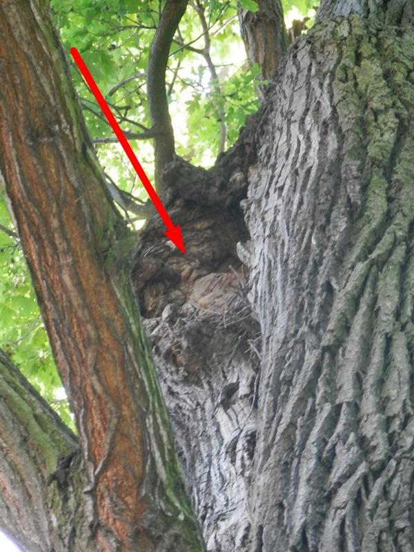 Ekspertyza dendrologiczna dębu szypułkowego w Chojnie 6. Dokumentacja fotograficzna i tomogram pnia drzewa. Fot.1 Pokrój drzewa Fot.