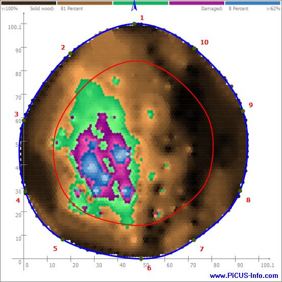 Ekspertyza dendrologiczna dębu szypułkowego w Chojnie TOMOGRAM KOMPUTEROWY PNIA