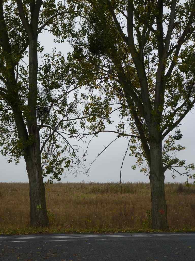 Zdjęcie 28 Szpaler nr 202 Plan zachowania