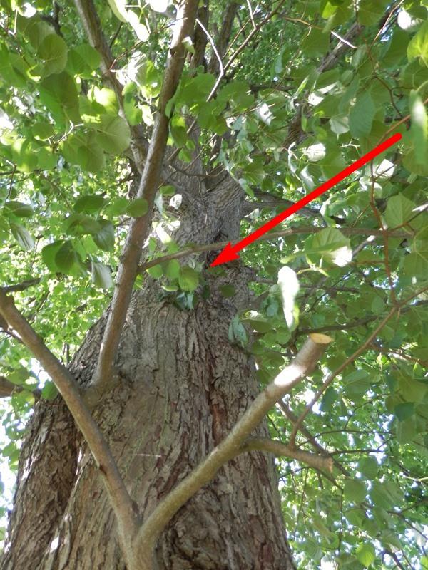 Ekspertyza dendrologiczna lipy szerokolistnej w Nowych Laskach 6. Dokumentacja fotograficzna i tomogram pnia drzewa. Fot.1 Pokrój drzewa i zalecany poziom redukcji korony Fot.