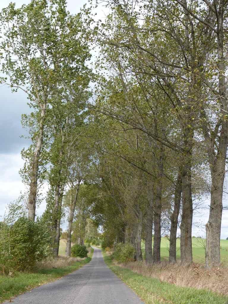 Zdjęcie 5 Aleja numer 104 Plan zachowania
