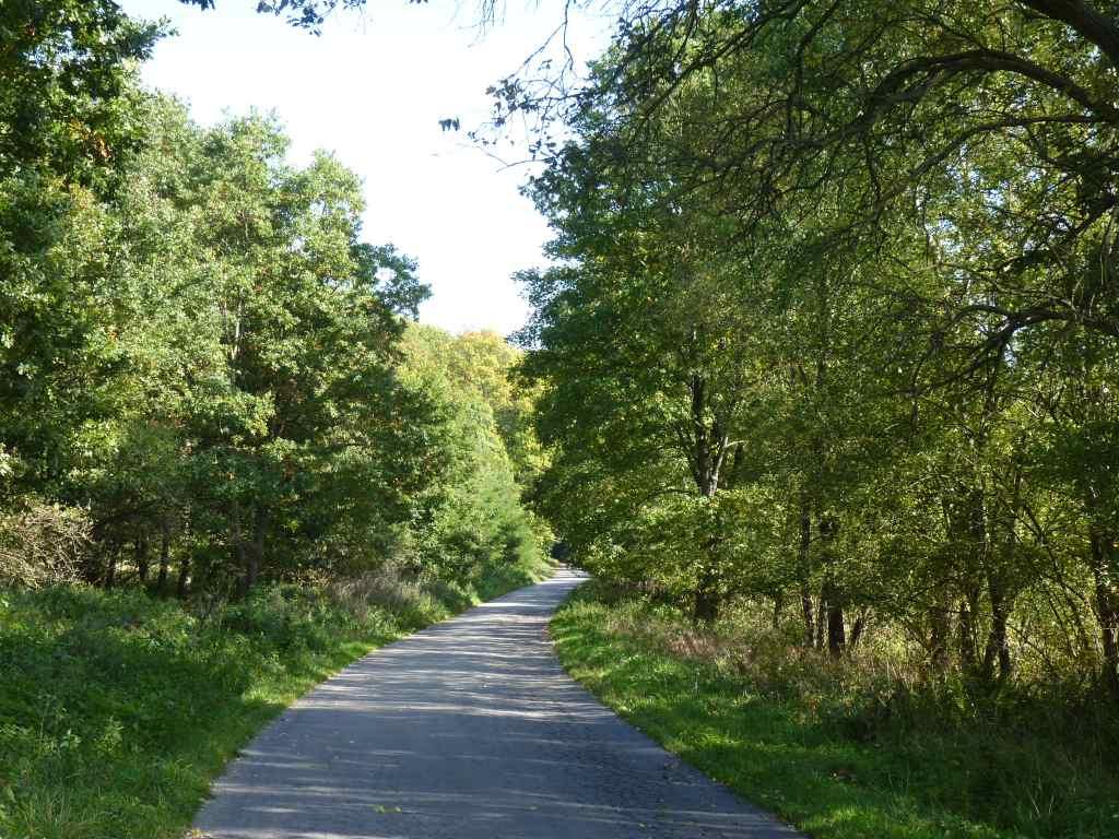 Zdjęcie 15 Aleja numer 114 Plan zachowania