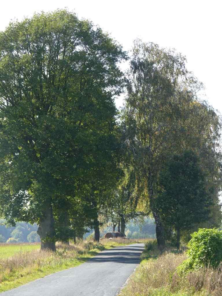 Zdjęcie 16 Aleja numer 115 Plan zachowania