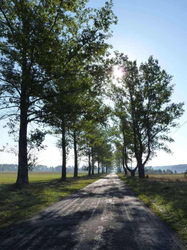 Zdjęcie 17 Aleja numer 116 Plan zachowania