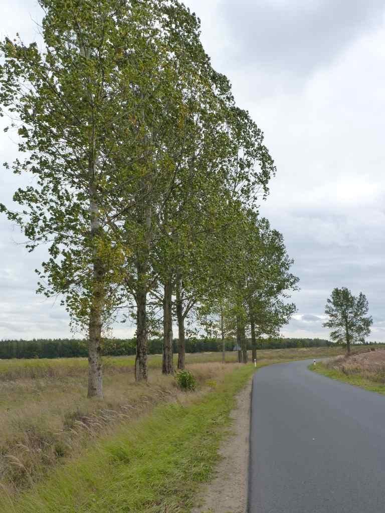 Zdjęcie 23 Szpaler numer 204 Plan zachowania