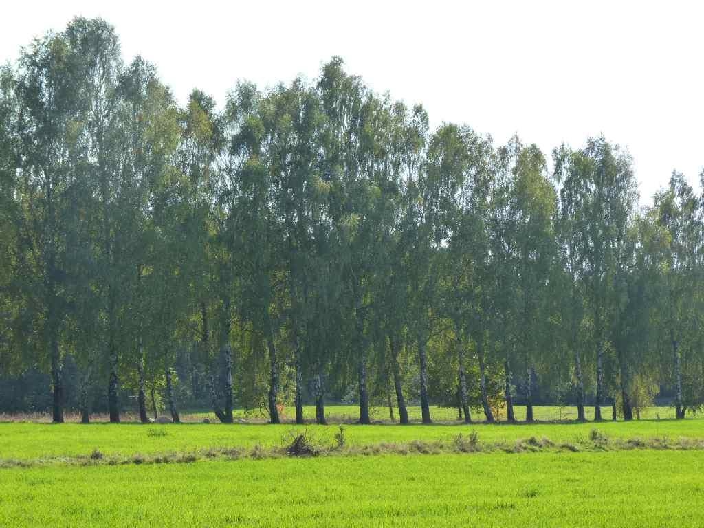 Zdjęcie 27 Szpaler numer 208 Plan zachowania