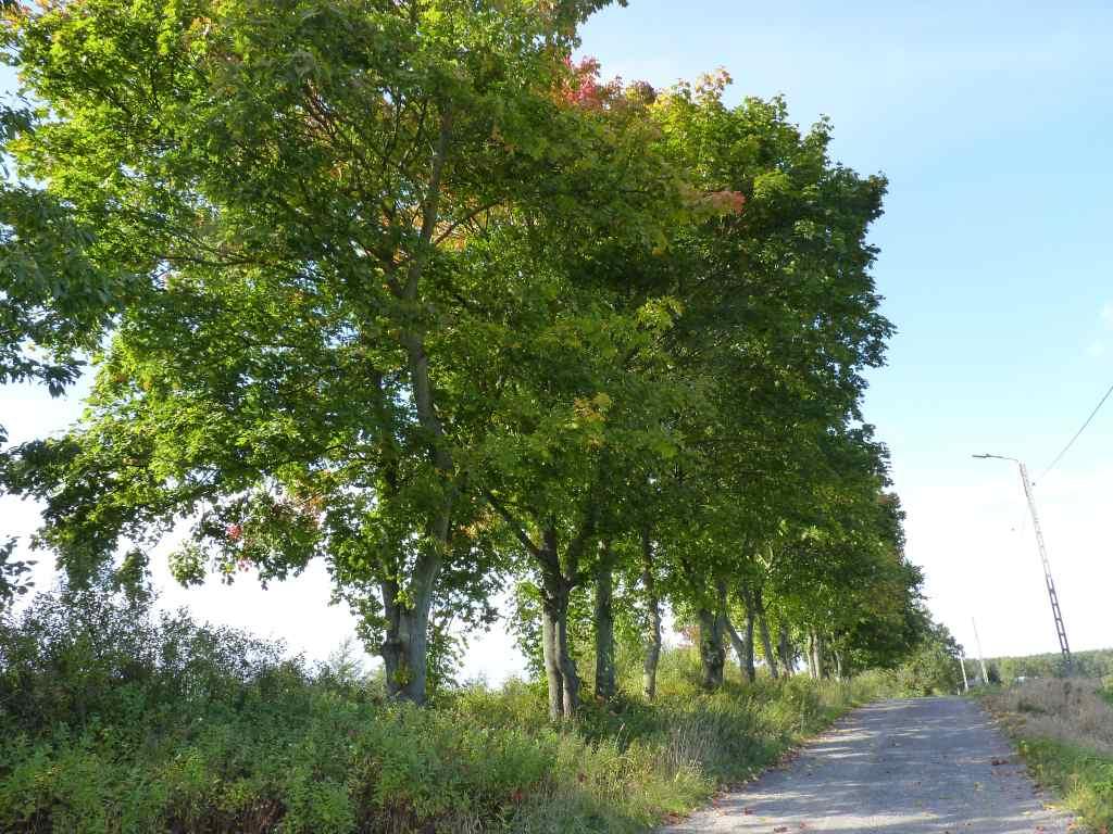 Zdjęcie 28 Szpaler numer 209, widok ogólny Zdjęcie 29 Szpaler numer 209,