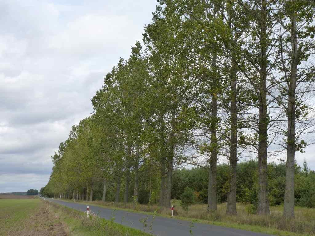 Zdjęcie 31 Szpaler numer 211 Plan zachowania