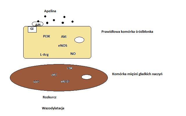 Ryc. 3. Wewnątrzkomórkowe szlaki odpowiedzialne za efekty naczyniowe apeliny w przypadku prawidłowej funkcji śródbłonka (wazodylatacja).