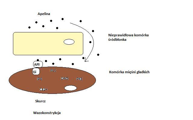 Ryc. 4. Wewnątrzkomórkowe szlaki odpowiedzialne za efekty naczyniowe apeliny w przypadku upośledzonej funkcji śródbłonka (wazokonstrykcja).