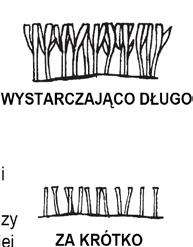 WSKAZÓWKI DOTYCZĄCE KOSZENIA Kiedy kosić? Większość rodzajów traw powinna zostać skoszona, gdy odrośnie na 12 25 mm ponad zalecaną wysokość.