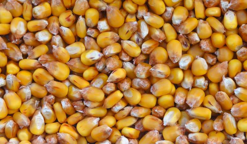http://corn.agronomy.wisc.edu Ryc. 1. Ziarno kukurydzy typu Flint Photo 1. Flint type corn grain Ryc. 2. Ziarno kukurydzy typu Dent Photo 2. Dent type corn grain Tabela 2.